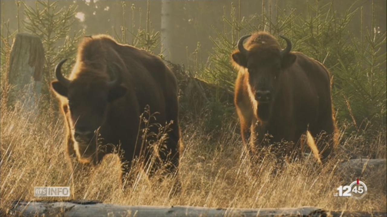 Une association soleuroise veut réintroduire des bisons dans les forêts du Jura