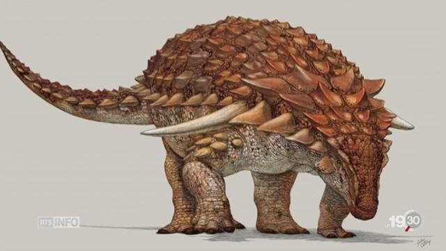 Paléontologie: la découverte du nodosaure est exceptionnelle