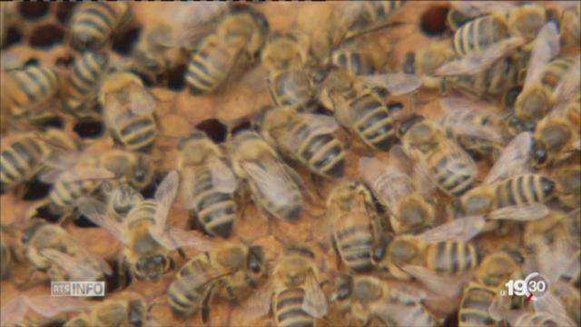 Les abeilles sont menacées par certains types d'insecticides