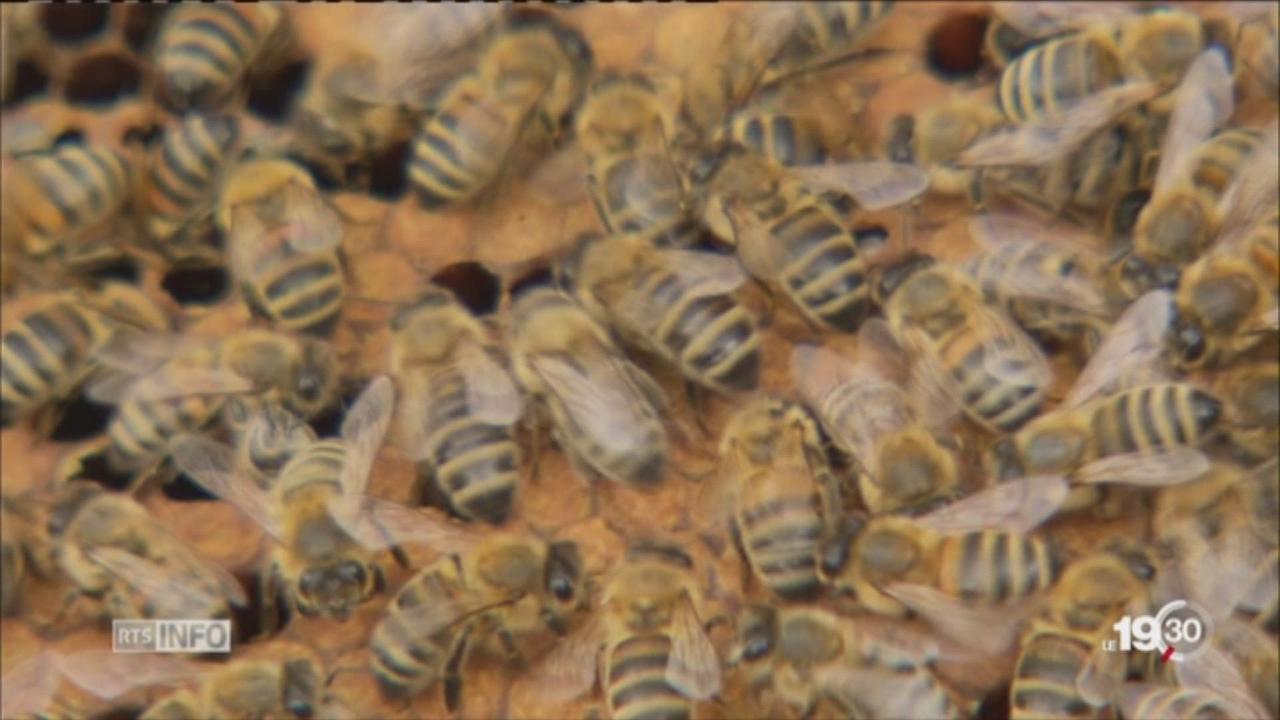 Les abeilles sont menacées par certains types d'insecticides