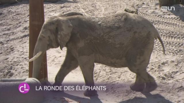 Les éléphants du zoo de Bâle disposent d'un nouvel espace