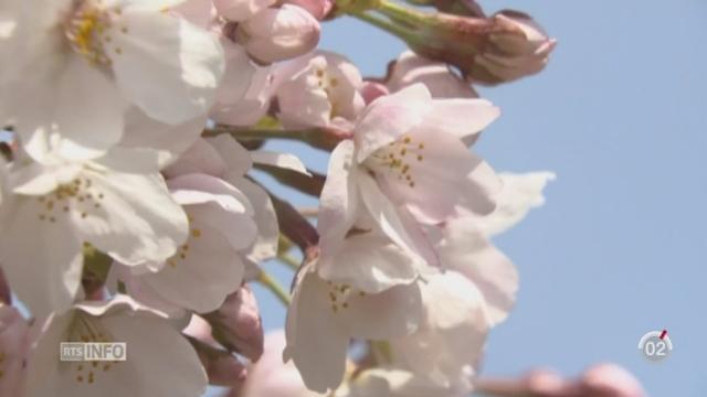 Japon: la coutume traditionnelle de l'Hanami survient précocement cette année