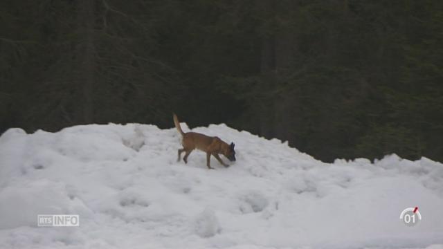 Les meilleurs chiens d'avalanche de Suisse s'affrontent