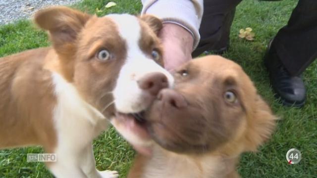 Un trafic de chien sévit en Suisse romande