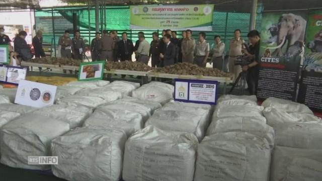 Saisie de 3 tonnes d'écailles de pangolin en Thaïlande