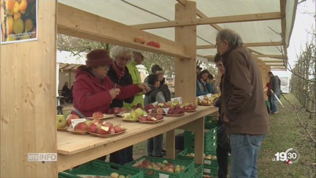 NE: une association préserve la diversité des pommes