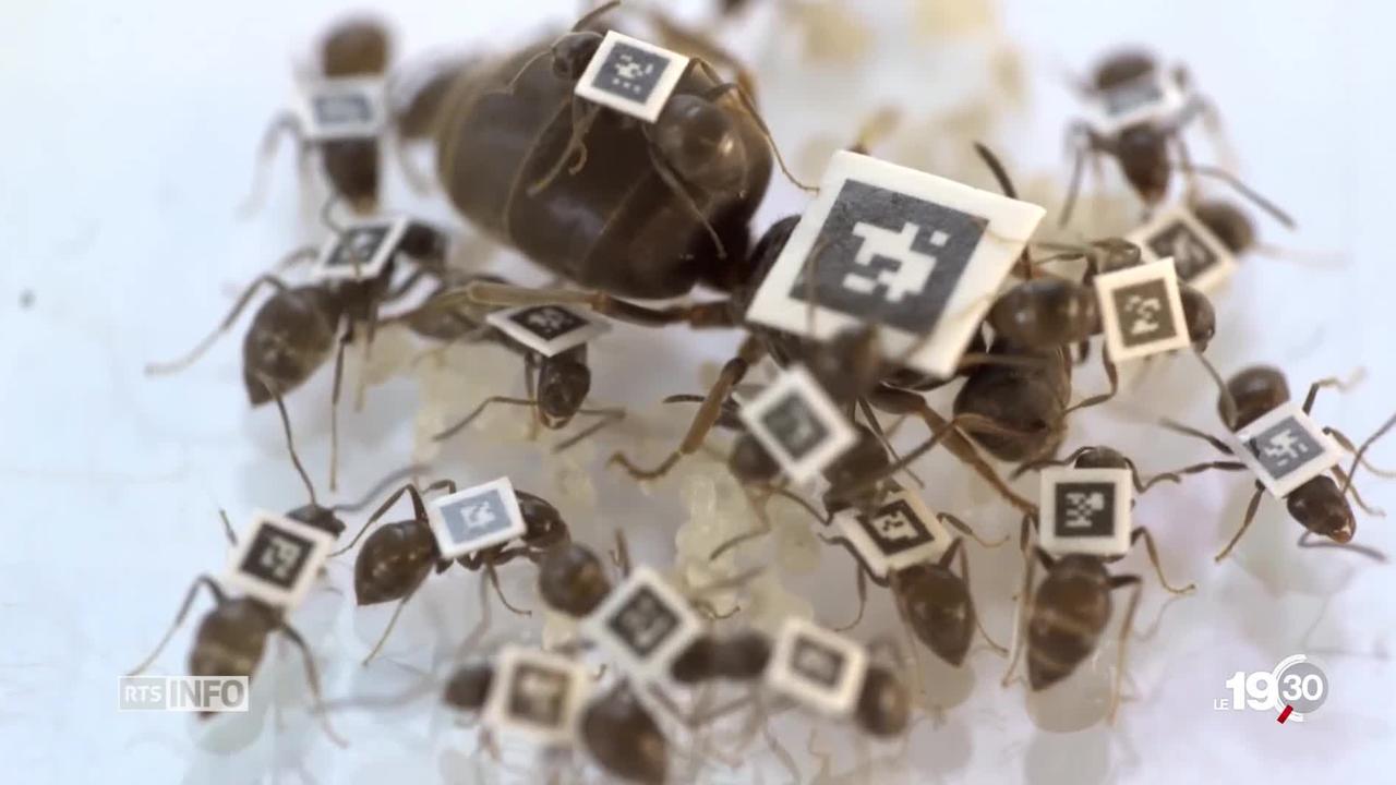 Moeurs des fourmis: en cas d'épidémie elles se mettent en quarantaine.