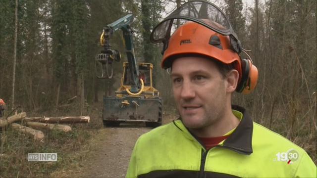 Forêts suisses: le bilan après la tempête Eleanor