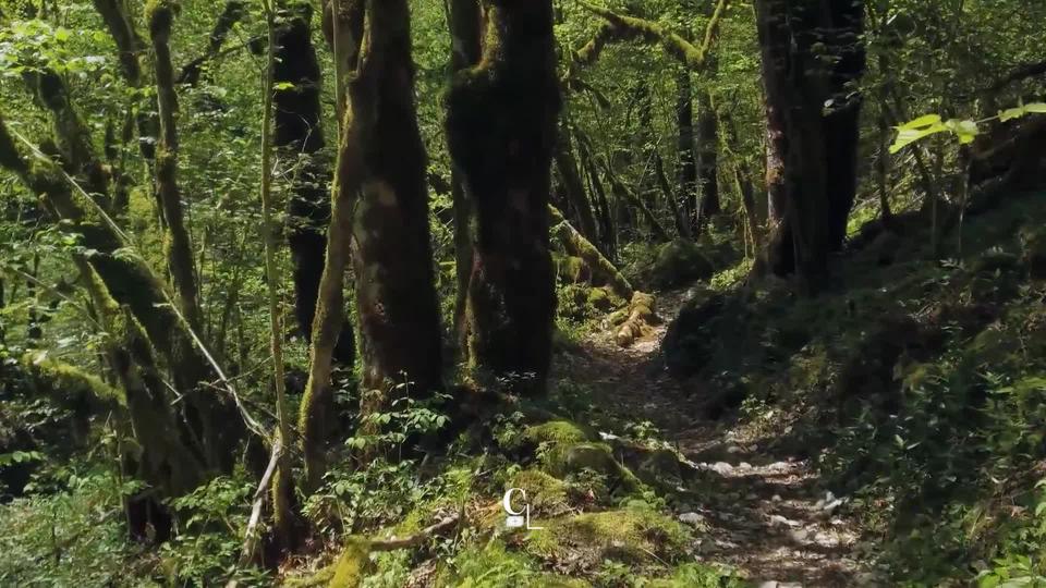 La forêt, rôle principal du dernier film de Claude Schauli.