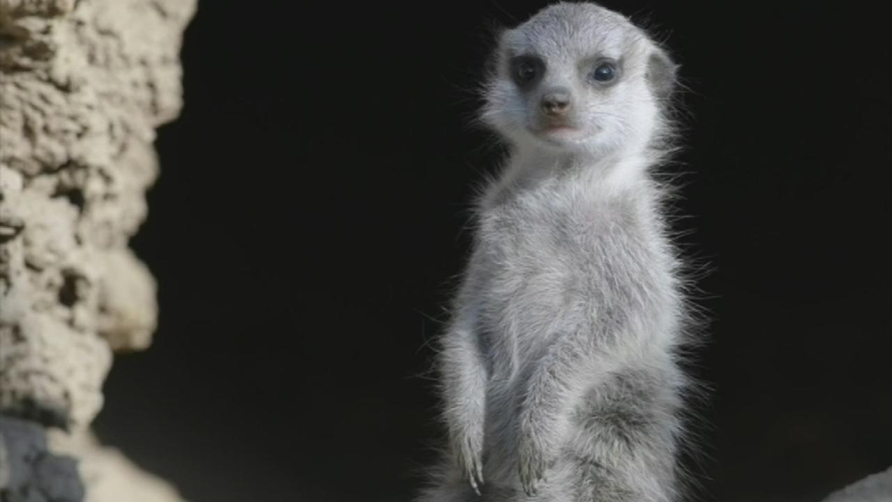 Première naissance d'un suricate au zoo de Bâle en dix ans.