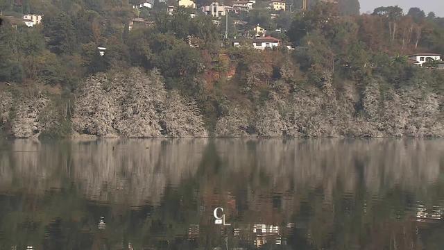 Les riverains du lac de Muzzano au Tessin se plaignent de la présence de cormorans