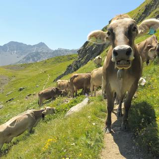 Vaches à l'alpage [fotolia - Gilles Oster]
