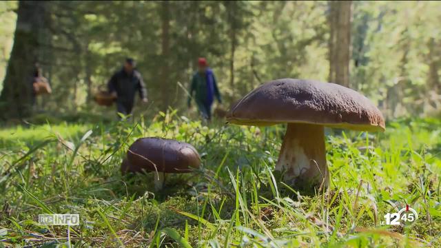 A Neuchâtel comme ailleurs, c'est une année à champignons. Mais attention aux confusions! Contrôler sa récolte est primordial