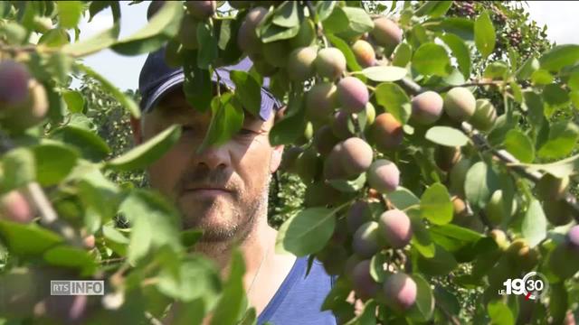 Arbres fruitiers: la récolte de fruits est particulièrement généreuse cette année. Mais l'abondance pose quelques soucis