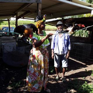 Dolorès et Rozan, éleveurs,  Morne à l'eau, Guadeloupe [RTS - Alice Milot]