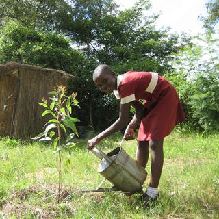 Une jeune enfant noire plante un arbre. [CC by SA - Peter Morgan/ Chisungu School]
