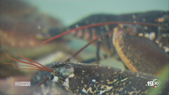 Les homards devront être étourdis avant d'être mis à mort