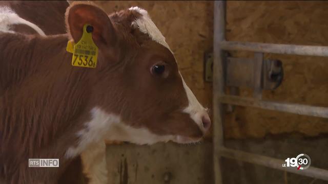 Initiative pour des vaches à cornes: faut-il soutenir les agriculteurs qui élèvent des vaches à cornes ?