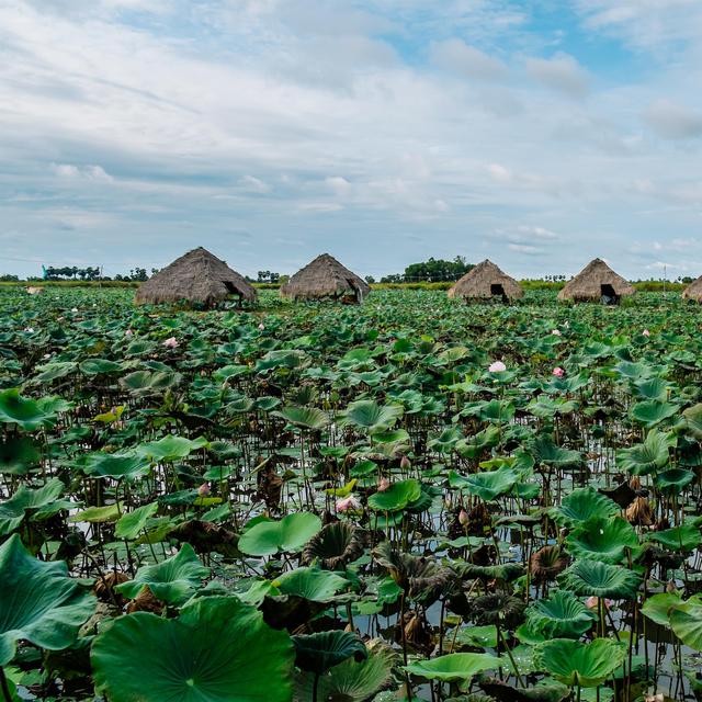 Plantation de lotus, Cambodge [Fotolia - matilda553]
