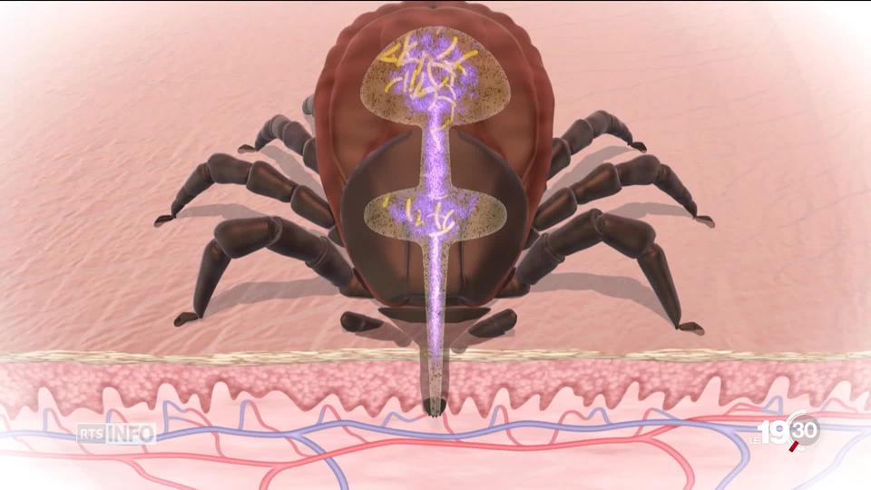 Encéphalite à tique: dès le 1er janvier, toute la Suisse sera déclarée zone à risque et le vaccin sera remboursé.