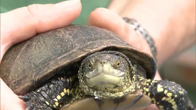 FR : la Série « espèces rares » : la cistude est la seule tortue indigène suisse