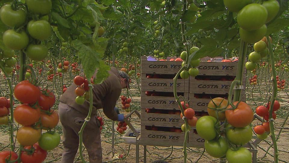 Les tomates de la honte