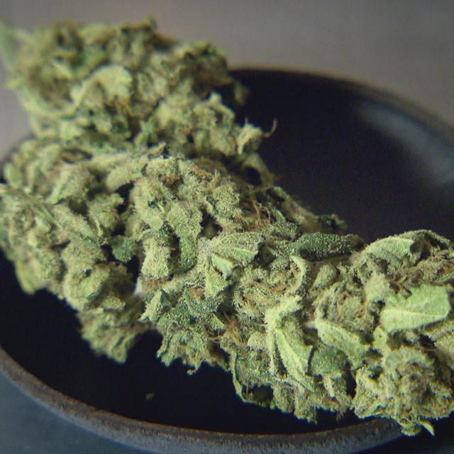CBD : la déferlante du cannabis légal (1ère partie)