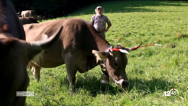 Initiative dite "vaches à cornes": les initiants lancent la campagne. Ils dénoncent l'écornage.