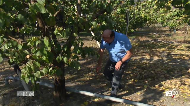 Un plan du Valais pour réduire l'usage des produits phytosanitaires dans l'agriculture