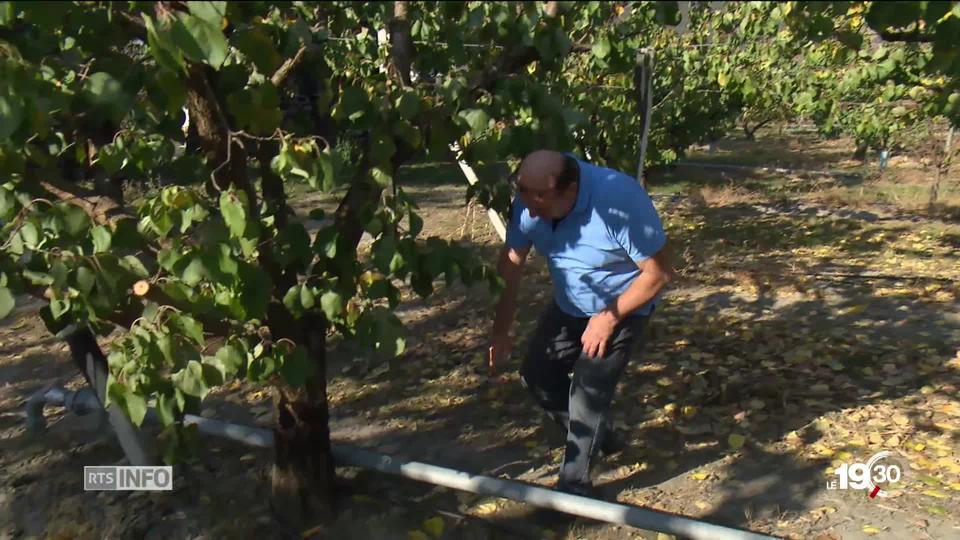 Un plan du Valais pour réduire l'usage des produits phytosanitaires dans l'agriculture