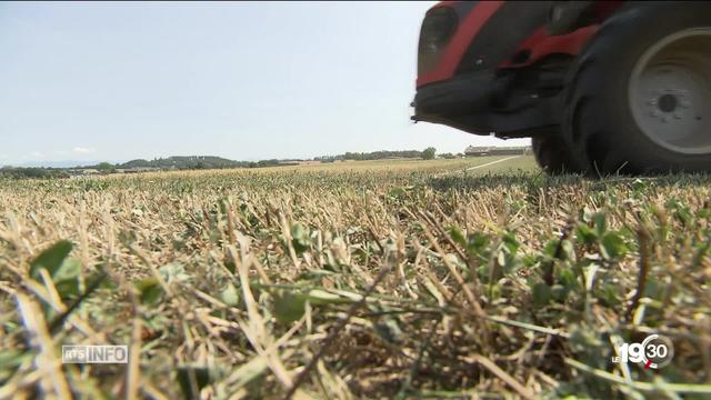 La sécheresse historique de l'été 2018 a des conséquences: les plantes souffrent et le fourrage pour les élevages manque.