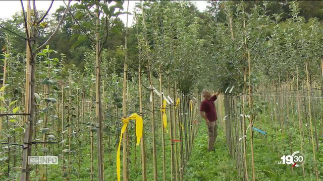 Les arbres à haute tige se font de plus en plus rares en Suisse