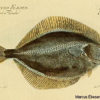 Gravure de flet 1784 [Biodiversity Heritage Library - Allgemeine Naturgeschichte der Fische de Marcus Elieser Bloch, 1784]