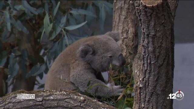 Le zoo de Zurich accueille deux koalas, les seuls de Suisse