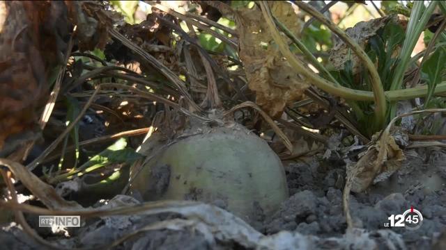 La récolte de betteraves sucrières a souffert de la météo en 2018