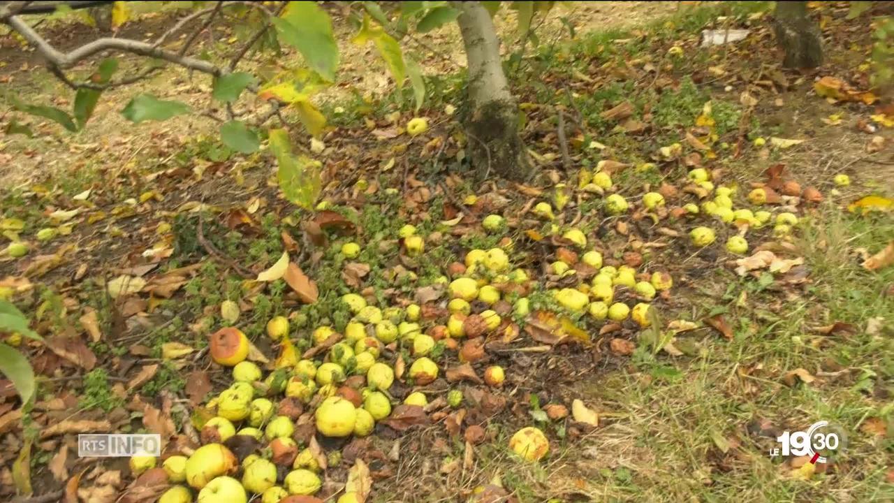 Sécheresse: 5 à 10% des pommes récoltées cette année ne sont pas assez grosses pour être commercialisées