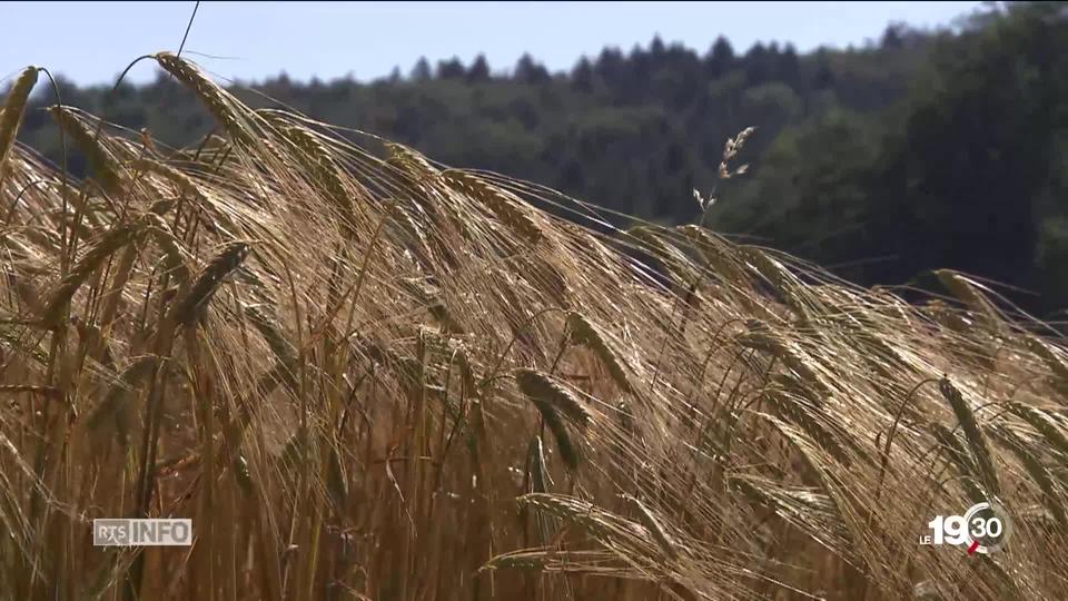 Série biodiversité, cinquième volet: les paysans appelés à jouer un rôle. Ils peuvent bénéficier de paiements directs de la Confédération