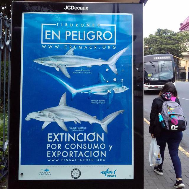 Affiche de la campagne de protection des requins, Ile de Caño, Costa Rica [RTS - Cécile Raimbeau]