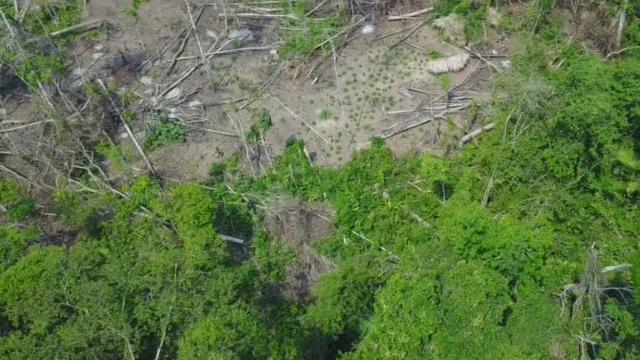 Les images d'une tribu amazonienne présumée isolée