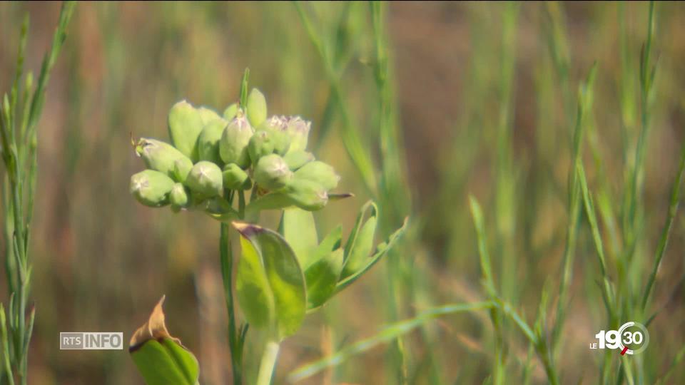 Troisième violet sur la biodiversité: Les toits comme refuges pour la biodiversité, des oasis insoupçonnés en ville