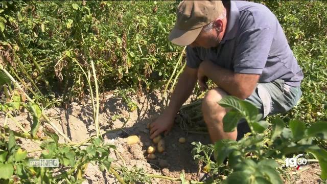 Pommes de terre et maïs souffrent de la canicule, le bilan financier sera lourd et la pénurie menace