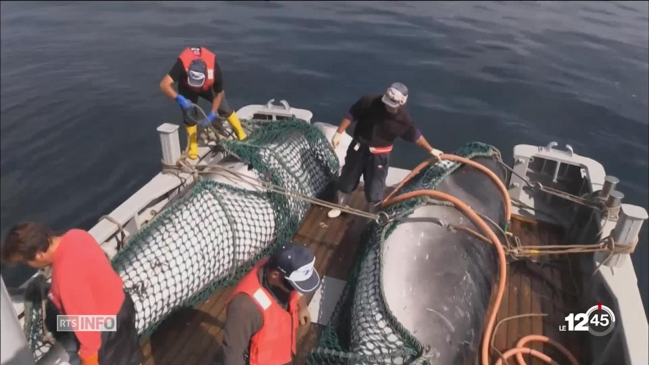 Le Japon reprendra la chasse commerciale de la baleine en 2019