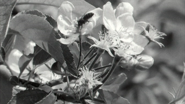 Des fleurs de pommier en 1966 [RTS]