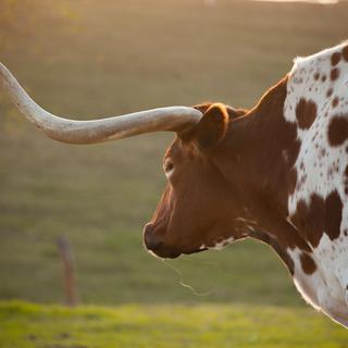 Texas longhorn [Fotolia - Chris]