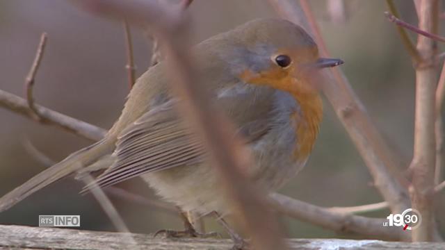 Les oiseaux des campagnes: espèces menacées