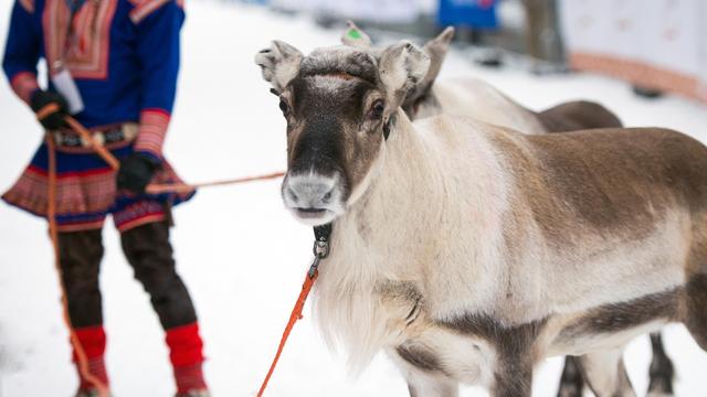 Un Sami et son renne [RTS - belov3097]