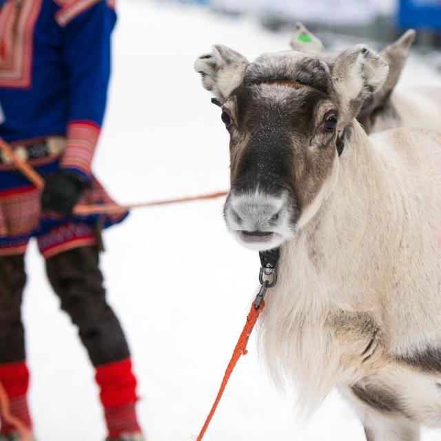 Un Sami et son renne [RTS - belov3097]