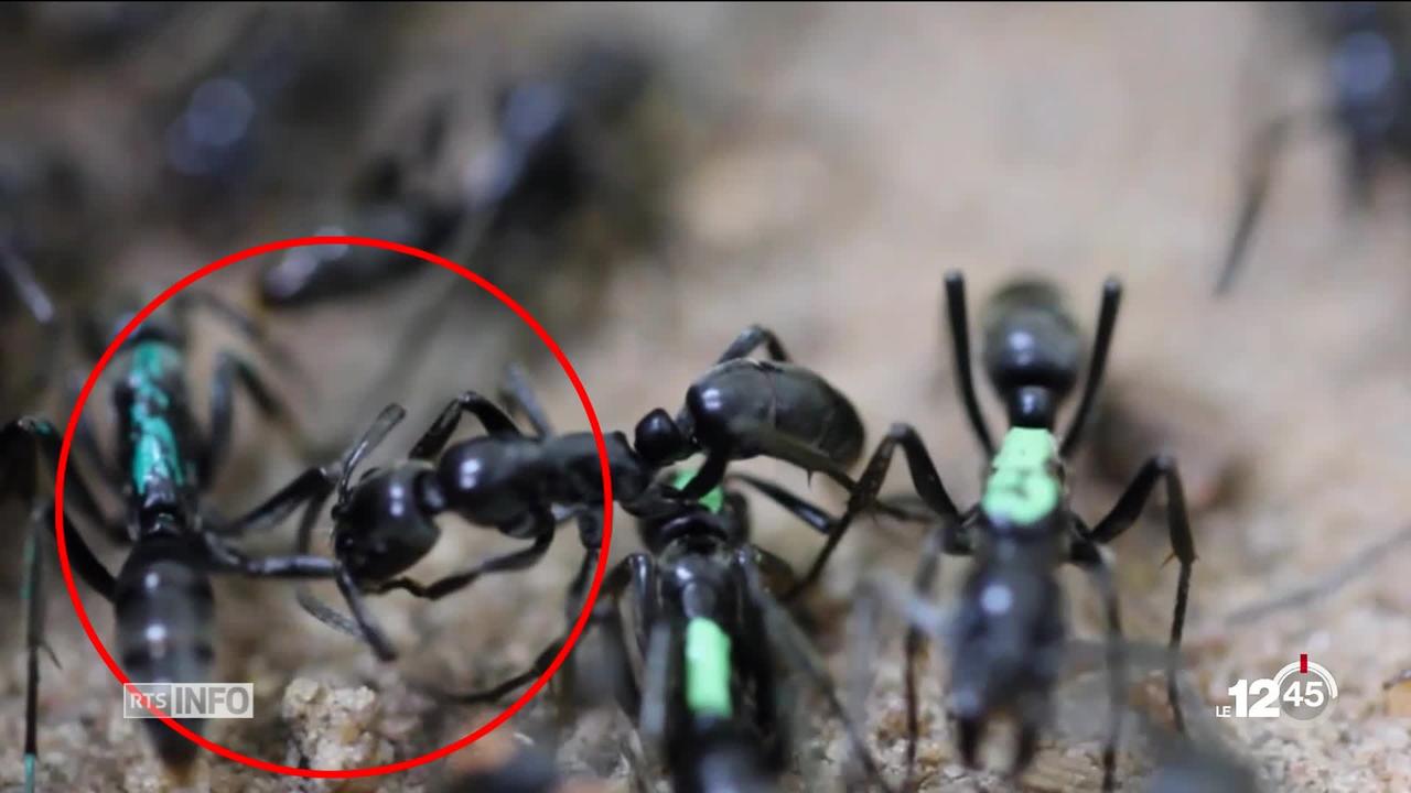 Les fourmis Matabele ramènent au nid leurs congénères blessées pour les soigner
