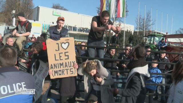 Accrochages entre antispécistes et agriculteurs lors à Lausanne.