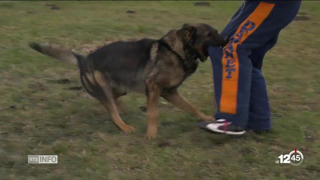 Concours de chiens policiers à Etagnières dans le canton de Vaud.